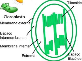 Cloroplasto
Estroma
Tilacóide
Espaço
tilacóide
Membrana interna
Membrana externa
Espaço
intermembranas
 