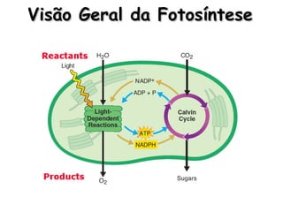 Visão Geral da FotosínteseVisão Geral da Fotosíntese
 