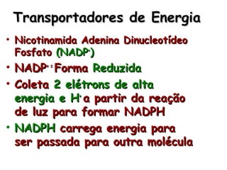 Transportadores de EnergiaTransportadores de Energia
• Nicotinamida Adenina DinucleotídeoNicotinamida Adenina Dinucleotídeo
FosfatoFosfato (NADP(NADP++
))
• NADPNADP+ =+ =
FormaForma ReduzidaReduzida
• ColetaColeta 2 elétrons de alta2 elétrons de alta
energia e Henergia e H++
a partir da reaçãoa partir da reação
de luz para formar NADPHde luz para formar NADPH
• NADPHNADPH carrega energia paracarrega energia para
ser passada para outra moléculaser passada para outra molécula
 