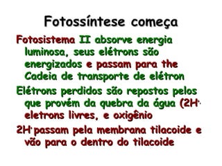 Fotossíntese começaFotossíntese começa
FotosistemaFotosistema II absorve energiaII absorve energia
luminosa, seus elétrons sãoluminosa, seus elétrons são
energizadosenergizados e passam para thee passam para the
Cadeia de transporte de elétronCadeia de transporte de elétron
Elétrons perdidos são repostos pelosElétrons perdidos são repostos pelos
que provém da quebra da águaque provém da quebra da água (2H(2H+,+,
eletrons livres, e oxigênioeletrons livres, e oxigênio
2H2H++
passam pela membrana tilacoide epassam pela membrana tilacoide e
vão para o dentro do tilacoidevão para o dentro do tilacoide
 