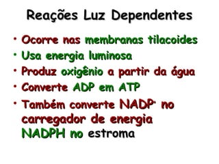 Reações Luz DependentesReações Luz Dependentes
• Ocorre nasOcorre nas membranas tilacoidesmembranas tilacoides
• Usa energia luminosaUsa energia luminosa
• ProduzProduz oxigêniooxigênio a partir da águaa partir da água
• ConverteConverte ADP em ATPADP em ATP
• Também converteTambém converte NADPNADP++
nono
carregador de energiacarregador de energia
NADPH noNADPH no estromaestroma
 