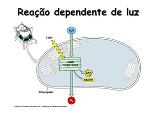 Reação dependente de luzReação dependente de luz
 
