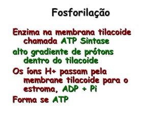 FosforilaçãoFosforilação
Enzima na membrana tilacoideEnzima na membrana tilacoide
chamadachamada ATP SintaseATP Sintase
alto gradiente de prótonsalto gradiente de prótons
dentro do tilacoidedentro do tilacoide
Os íons H+ passam pelaOs íons H+ passam pela
membrane tilacoide para omembrane tilacoide para o
estroma,estroma, ADP + PiADP + Pi
Forma seForma se ATPATP
 