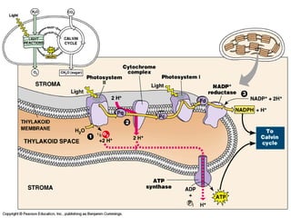 copyright cmassengale 39
 