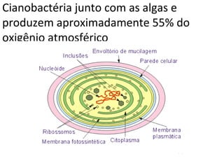 Cianobactéria junto com as algas e
produzem aproximadamente 55% do
oxigênio atmosférico
 