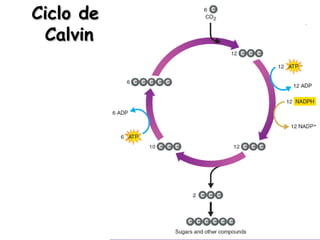 Ciclo deCiclo de
CalvinCalvin
 