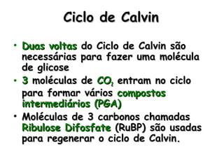 Ciclo de CalvinCiclo de Calvin
• Duas voltasDuas voltas do Ciclo de Calvin sãodo Ciclo de Calvin são
necessárias para fazer uma moléculanecessárias para fazer uma molécula
de glicosede glicose
• 33 moléculas demoléculas de COCO22 entram no cicloentram no ciclo
para formar váriospara formar vários compostoscompostos
intermediários (PGA)intermediários (PGA)
• Moléculas de 3 carbonos chamadasMoléculas de 3 carbonos chamadas
Ribulose DifosfateRibulose Difosfate (RuBP) são usadas(RuBP) são usadas
para regenerar o ciclo de Calvin.para regenerar o ciclo de Calvin.
 