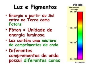 Luz e PigmentosLuz e Pigmentos
• Energia a partir do Sol
entra na Terra como
Fotons
• Fóton = Unidade de
energia luminosa
• Luz contém uma mistura
de comprimentos de onda
• Diferentes
comprementos de onda
possui diferentes cores
 