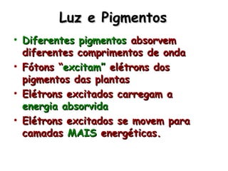 Luz e PigmentosLuz e Pigmentos
• Diferentes pigmentosDiferentes pigmentos absorvemabsorvem
diferentes comprimentos de ondadiferentes comprimentos de onda
• Fótons “Fótons “excitam”excitam” elétrons doselétrons dos
pigmentos das plantaspigmentos das plantas
• Elétrons excitados carregam aElétrons excitados carregam a
energia absorvidaenergia absorvida
• Elétrons excitados se movem paraElétrons excitados se movem para
camadascamadas MAISMAIS energéticas.energéticas.
 