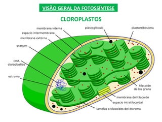 VISÃO GERAL DA FOTOSSÍNTESE
CLOROPLASTOS
 