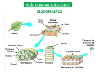 VISÃO GERAL DA FOTOSSÍNTESE
CLOROPLASTOS
 