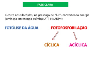 FASE CLARA
Ocorre nos tilacóides, na presença de “luz”, convertendo energia
luminosa em energia química (ATP e NADPH)
 