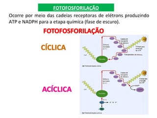 FOTOFOSFORILAÇÃO
Ocorre por meio das cadeias receptoras de elétrons produzindo
ATP e NADPH para a etapa química (fase de escuro).
 