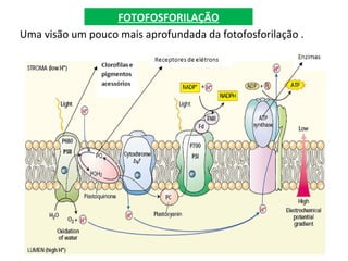 FOTOFOSFORILAÇÃO
Uma visão um pouco mais aprofundada da fotofosforilação .
 