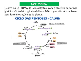 FASE ESCURA
Ocorre no ESTROMA dos cloroplastos, com o objetivo de formar
glicídios (3 fosfatos gliceraldeído – PGAL) que irão se combinar
para formar os açúcares da planta.
 