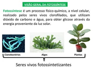 VISÃO GERAL DA FOTOSSÍNTESE
Fotossíntese é um processo físico-químico, a nível celular,
realizado pelos seres vivos clorofilados, que utilizam
dióxido de carbono e água, para obter glicose através da
energia proveniente da luz solar.
Cianobactérias PlantasAlgas
Seres vivos fotossintetizantes
 