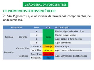 VISÃO GERAL DA FOTOSSÍNTESE
OS PIGMENTOS FOTOSSINTÉTICOS:
 São Pigmentos que absorvem determinados comprimentos de
onda luminosa.
PIGMENTO TIPO COR DISTRIBUIÇÃO
Principal Clorofila
a
Verde
Plantas, algas e cianobactérias
b Plantas e algas verdes
c Algas pardas e diatomáceas
d Algas vermelhas
Acessórios
Carotenóides
carotenos Laranja Plantas e algas
xantofilas Amarela Algas pardas e diatomáceas
Ficobilinas
ficoeritrina Vermelha
Algas vermelhas e cianobactérias
ficocianina Azul
 