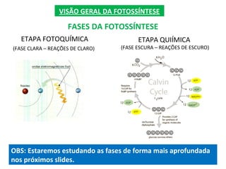 VISÃO GERAL DA FOTOSSÍNTESE
FASES DA FOTOSSÍNTESE
ETAPA FOTOQUÍMICA
(FASE CLARA – REAÇÕES DE CLARO)
ETAPA QUIÍMICA
(FASE ESCURA – REAÇÕES DE ESCURO)
OBS: Estaremos estudando as fases de forma mais aprofundada
nos próximos slides.
 
