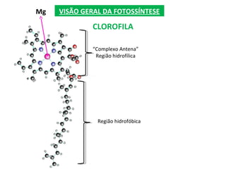 VISÃO GERAL DA FOTOSSÍNTESE
CLOROFILA
Mg
“Complexo Antena”
Região hidrofílica
Região hidrofóbica
 