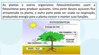 As plantas e outros organismos fotossintetizantes usam a
fotossíntese para produzir açúcares. Uma parte desses açúcares fica
armazenada na planta, e outra parte pode ser usada na respiração,
produzindo energia para a planta crescer e manter suas funções.
 