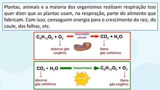 Plantas, animais e a maioria dos organismos realizam respiração Isso
quer dizer que as plantas usam, na respiração, parte do alimento que
fabricam. Com isso, conseguem energia para o crescimento da raiz, do
caule, das folhas, etc.
 