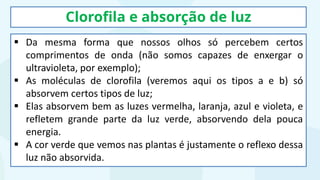 Clorofila e absorção de luz
▪ Da mesma forma que nossos olhos só percebem certos
comprimentos de onda (não somos capazes de enxergar o
ultravioleta, por exemplo);
▪ As moléculas de clorofila (veremos aqui os tipos a e b) só
absorvem certos tipos de luz;
▪ Elas absorvem bem as luzes vermelha, laranja, azul e violeta, e
refletem grande parte da luz verde, absorvendo dela pouca
energia.
▪ A cor verde que vemos nas plantas é justamente o reflexo dessa
luz não absorvida.
 