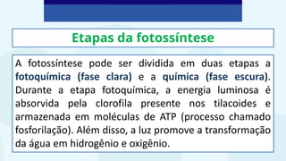 Etapas da fotossíntese
A fotossíntese pode ser dividida em duas etapas a
fotoquímica (fase clara) e a química (fase escura).
Durante a etapa fotoquímica, a energia luminosa é
absorvida pela clorofila presente nos tilacoides e
armazenada em moléculas de ATP (processo chamado
fosforilação). Além disso, a luz promove a transformação
da água em hidrogênio e oxigênio.
 