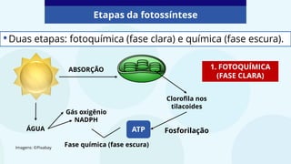 •Duas etapas: fotoquímica (fase clara) e química (fase escura).
1. FOTOQUÍMICA
(FASE CLARA)
ABSORÇÃO
Clorofila nos
tilacoides
ATP Fosforilação
ÁGUA
Gás oxigênio
NADPH
Fase química (fase escura)
Etapas da fotossíntese
Imagens: ©Pixabay
 