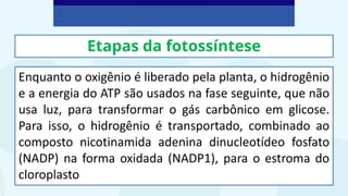Etapas da fotossíntese
Enquanto o oxigênio é liberado pela planta, o hidrogênio
e a energia do ATP são usados na fase seguinte, que não
usa luz, para transformar o gás carbônico em glicose.
Para isso, o hidrogênio é transportado, combinado ao
composto nicotinamida adenina dinucleotídeo fosfato
(NADP) na forma oxidada (NADP1), para o estroma do
cloroplasto
 