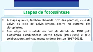 Etapas da fotossíntese
▪ A etapa química, também chamada ciclo das pentoses, ciclo de
Calvin ou ciclo de Calvin-Benson, ocorre no estroma dos
cloroplastos.
▪ Essa etapa foi estudada no final da década de 1940 pelo
bioquímico estadunidense Melvin Calvin (1911-1997) e seus
colaboradores, principalmente Andrew Benson (1917-2015).
 