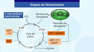2. FASE QUÍMICA
(FASE ESCURA)
Ciclo de
Calvin
Estroma do
cloroplasto
Tilacoides do
cloroplasto
RuBP
3-PGA
G3P
CO2
ATP + NADPH
ADP + P +
NADP+
Açúcar
ADP
+ P
ATP
Etapas da fotossíntese
 
