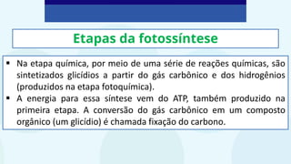 Etapas da fotossíntese
▪ Na etapa química, por meio de uma série de reações químicas, são
sintetizados glicídios a partir do gás carbônico e dos hidrogênios
(produzidos na etapa fotoquímica).
▪ A energia para essa síntese vem do ATP, também produzido na
primeira etapa. A conversão do gás carbônico em um composto
orgânico (um glicídio) é chamada fixação do carbono.
 