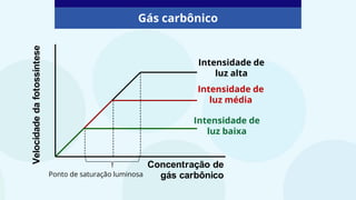 Gás carbônico
Concentração de
gás carbônico
Velocidade
da
fotossíntese
Ponto de saturação luminosa
Intensidade de
luz alta
Intensidade de
luz média
Intensidade de
luz baixa
 