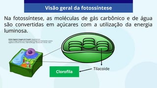 Na fotossíntese, as moléculas de gás carbônico e de água
são convertidas em açúcares com a utilização da energia
luminosa.
Tilacoide
Clorofila
Célula Vegetal: Imagem de Freepik. Disponível em:
<https://image.freepik.com/vetores-gratis/diagrama-mostrando-a-celula-
vegetal-e-a-arvore-no-chao_1308-42345.jpg>. Acesso em: 18 mar. 2021.
Visão geral da fotossíntese
 