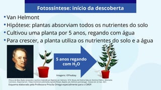 5 anos regando
com H2O
•Van Helmont
•Hipótese: plantas absorviam todos os nutrientes do solo
•Cultivou uma planta por 5 anos, regando com água
•Para crescer, a planta utiliza os nutrientes do solo e a água
Pintura de Mary Beale retratando o químico holandês Jan Baptiste van Helmont, 1674. Museu de História Natural. Domínio Público. Wikimedia
Commons. Disponível em: <https://commons.wikimedia.org/wiki/File:Jan_Baptist_van_Helmont_portrait.jpg>. Acesso em: 22 mar. 2021.
Fotossíntese: início da descoberta
Esquema elaborado pela Professora Priscila Ortega especialmente para o CMSP.
Imagens: ©Pixabay
 
