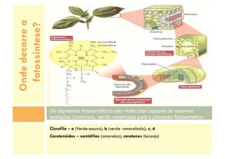Clorofila – a (Verde-escuro); b (verde -amarelada); c; d
Carotenóides – xantófilas (amarelas); carotenos (laranja)
Os pigmentos fotossintéticos são moléculas capazes de absorver
radiações luminosas, sendo essenciais para o processo fotossintético.
Onde
decorre
a
fotossíntese?
 