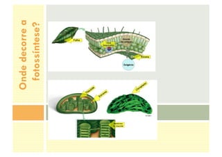 Onde
decorre
a
fotossíntese?
 