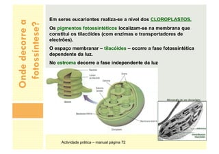Onde
decorre
a
fotossíntese?
Em seres eucariontes realiza-se a nível dos CLOROPLASTOS.
Os pigmentos fotossintéticos localizam-se na membrana que
constitui os tilacóides (com enzimas e transportadores de
electrões).
O espaço membranar – tilacóides – ocorre a fase fotossintética
dependente da luz.
No estroma decorre a fase independente da luz
Actividade prática – manual página 72
 