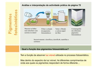 Pigmentos
fotosintéticos
Análise e interpretação da actividade prática da página 72
Qual a função dos pigmentos fotossintéticos?
Macerar as folhas
num almofariz com
acetona ou etanol
Filtrar a solução
de pigmentos
fotossintéticos
Verter o filtrado
e colocar papel
de filtro
Cromatografia
dos diferentes
pigmentos
fotossintéticos
Tem a função de absorver luz visível utilizada no processo fotossintético.
Mas dentro do espectro da luz visível, há diferentes comprimentos de
onda aos quais os pigmentos respondem de forma diferente…
Sucessivamente: clorofila a, clorofila b, xantófilas e
carotenos
 