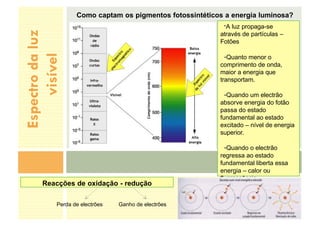 Espectro
da
luz
visível
Como captam os pigmentos fotossintéticos a energia luminosa?
-A luz propaga-se
através de partículas –
Fotões
-Quanto menor o
comprimento de onda,
maior a energia que
transportam.
-Quando um electrão
absorve energia do fotão
passa do estado
fundamental ao estado
excitado – nível de energia
superior.
-Quando o electrão
regressa ao estado
fundamental liberta essa
energia – calor ou
fluorescência.
Reacções de oxidação - redução
Perda de electrões Ganho de electrões
 