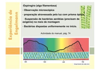 Experiência
de
Engelmann
-Espirogira (alga filamentosa)
- Observação microscópica
- preparação atravessada pela luz com prisma óptico
-Suspensão de bactérias aeróbias (precisam de
oxigénio) no meio de montagem
- Bactérias dispostas uniformemente no início.
Actividade do manual, pág. 74
 