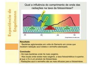 Experiência
de
Engelmann
Qual a influência do comprimento de onda das
radiações na taxa da fotossíntese?
Resultado:
-Bactérias aglomeradas em volta do filamento em zonas que
recebem radiação azul-violeta e vermelho-alaranjado.
Conclusão:
- Há mais bactérias onde há mais oxigénio.
-Nos locais onde existe mais oxigénio, a taxa fotossintética é superior,
já que o O2 é um produto da fotossíntese.
- Radiações azul e vermelho são as mais eficazes para a fotossíntese.
 