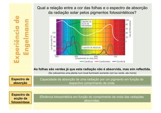 Experiência
de
Engelmann
Qual a relação entre a cor das folhas e o espectro de absorção
da radiação solar pelos pigmentos fotossintéticos?
As folhas são verdes já que esta radiação não é absorvida, mas sim reflectida.
(Se colocarmos uma planta num local iluminado somente com luz verde, ela morre)
Capacidade de absorção de uma radiação por um pigmento em função do
respectivo comprimento de onda.
Eficiência fotossintética em função do comprimento de onda das radiações
absorvidas.
Espectro de
absorção
Espectro da
acção da
fotossíntese
 