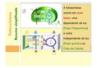 Fotossíntese
Resumo
simplificado
A fotossíntese
ocorre em duas
fases: uma
dependente da luz
(Fase Fotoquímica)
e outra
independente da luz
(Fase química ou
Ciclo de Calvin)
LUZ H2O
02
CO2
GLICOSE
NADPH
ATP
 