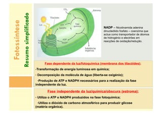 Fase dependente da luz/fotoquímica (membrana dos tilacóides):
-Transformação de energia luminosa em química;
- Decomposição da molécula de água (liberta-se oxigénio);
-Produção de ATP e NADPH necessários para a realização da fase
independente da luz.
Fase independente da luz/química/obscura (estroma):
- Utiliza o ATP e NADPH produzidos na fase fotoquímica;
-Utiliza o dióxido de carbono atmosférico para produzir glicose
(matéria orgânica).
NADP – Nicotinamida adenina
dinucleótido fosfato – coenzima que
actua como transportador de átomos
de hidrogénio e electrões em
reacções de oxidação/redução.
Fotossíntese
Resumo
simplificado
 