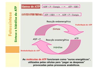 Fotossíntese
Síntese
e
hidrólise
do
ATP
ADP + P + Energia ATP + H2O
ATP + H2O ADP + P + Energia
ADP + P ATP
Reacção exoenergética
Hidrólise
Reacção endoenergética
Fosforilação de ATP
Síntese
Desfosforilação de ATP
As moléculas de ATP funcionam como “euros energéticos”,
utilizados pelas células para “pagar as despesas”
provocadas pelos processos anabólicos.
 
