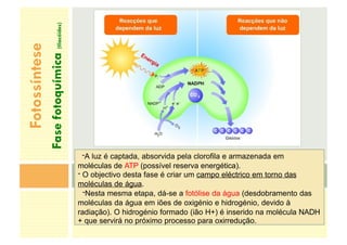Fotossíntese
Fase
fotoquímica
(tilacóides)
-A luz é captada, absorvida pela clorofila e armazenada em
moléculas de ATP (possível reserva energética).
- O objectivo desta fase é criar um campo eléctrico em torno das
moléculas de água.
-Nesta mesma etapa, dá-se a fotólise da água (desdobramento das
moléculas da água em iões de oxigénio e hidrogénio, devido à
radiação). O hidrogénio formado (ião H+) é inserido na molécula NADH
+ que servirá no próximo processo para oxirredução.
 