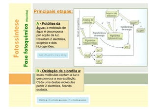 Fotossíntese
Fase
fotoquímica
(tilacóides)
A - Fotólise da
água: a molécula de
água é decomposta
por acção da luz.
Resultam 2 electrões,
oxigénio e dois
hidrogeniões.
B - Oxidação da clorofila a:
estas moléculas captam a luz o
que provoca a sua excitação.
Cada uma destas moléculas
perde 2 electrões, ficando
oxidada.
Principais etapas:
 