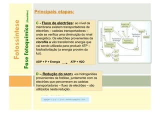 Principais etapas:
C - Fluxo de electrões: ao nível da
membrana existem transportadores de
electrões – cadeias transportadoras –
onde se verifica uma diminuição do nível
energético. Os electrões provenientes da
clorofila a vão transferindo energia que
vai sendo utilizada para produzir ATP –
fotofosforilação (a energia provém da
luz).
ADP + P + Energia ATP + H2O
D – Redução do NADP+ -os hidrogeniões
provenientes da fotólise, juntamente com os
electrões que percorreram as cadeias
transportadoras – fluxo de electrões – são
utilizados nesta redução.
Fotossíntese
Fase
fotoquímica
(tilacóides)
 