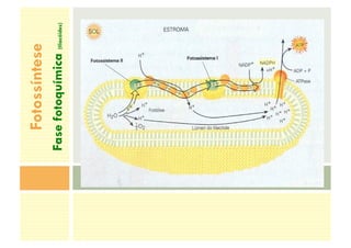 Fotossíntese
Fase
fotoquímica
(tilacóides)
 